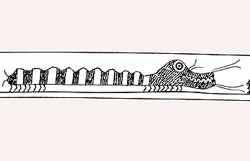 Fig. 3 Caterpillar-like mythical beings, perhaps a tiritchiq. Detail from engraved drill bow. 