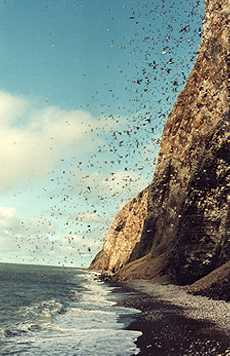 Fig. 1 Murres at Cape Thompson, July 1980.