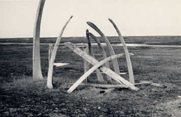 Fig. 1 Whale bones marking the grave of Ataŋauraq at Point Hope.