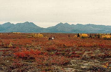 Fig. 1 Caribou (Rangifer tarandus) at Onion Portage, Kobuk River, in August 1980.