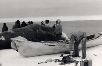 Fig. 1 Umialik Elijah Rock (front) and his crew butchering a bowhead whale (Balaena mysticetus). 