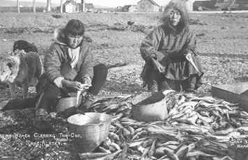 Fig. 1 Two Iñupiaq women cleaning tom cod. 