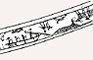 Fig. 3 Bowhead whale blowing. Detail from engraved drill bow. 