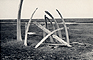 Fig. 1 Whale bones marking the grave of Ataŋauraq at Point Hope.