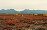 Fig. 1 Caribou (Rangifer tarandus) at Onion Portage, Kobuk River, in August 1980.