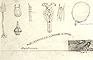 Fig. 4 Artefacts collected by F. W. Beechey. 