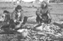 Fig. 1 Two Iñupiaq women cleaning tom cod.